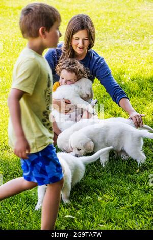 Madre e bambini piccoli che giocano sull'erba con i 6 cuccioli di platino di settimana, o i cuccioli di Golden Retriever color crema. Foto Stock