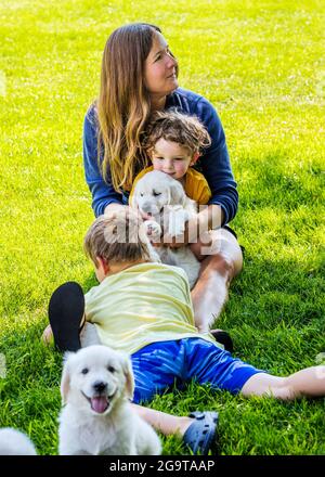 Madre e bambini piccoli che giocano sull'erba con i 6 cuccioli di platino di settimana, o i cuccioli di Golden Retriever color crema. Foto Stock