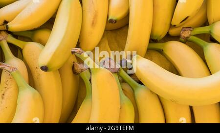 Una grande quantità di banane mature e sane al largo del mazzo al mercato del contadino. Prodotti freschi interi, coltivati organicamente per la vendita al dettaglio o al mercato. Foto Stock