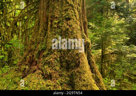 Un'immagine esterna di una foresta pluviale del Pacifico nord-occidentale con un vecchio albero di cedro rosso a crescita ossida Foto Stock