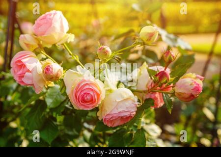 Grandi rose bicolore chiare di pesca come le peonie con doppia frittura su uno sfondo di foglie su un cespuglio. Doppia frondosa, morbida bicolore, rosa chiaro e verde fogliame sul cespuglio. Fuoco selettivo Foto Stock