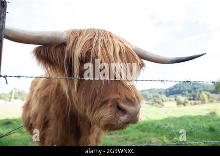 Un lato sulla vista di un Scozzese Highland Cow guardando la macchina fotografica attraverso la sua frangia da dietro una recinzione di filo spinato Foto Stock