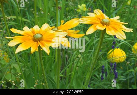 Fiore giallo di Rudbeckia hirta o Black Eyed Susan su sfondo verde. Conosciuto anche come betty marrone, daisy gloriosa, Gerusalemme dorata, toro inglese e Foto Stock