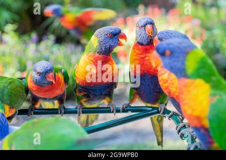 Gruppo di lorikeets colorati in Australia che chiacchierano insieme mentre la fotocamera si concentra su un uccello corikeet particolarmente vivace. Foto Stock