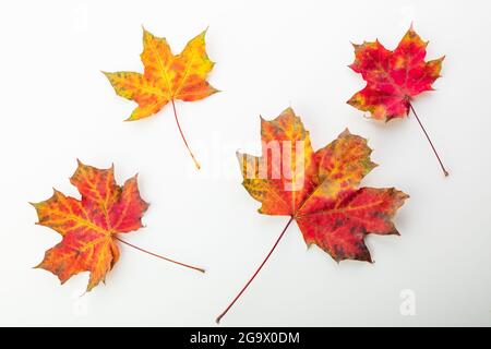 Foglie arancioni autunnali. Foglia isolata su sfondo bianco. Foto Stock