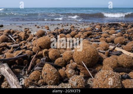 Posidonia oceanica erba di nettuno sulla spiaggia italiana mediterranea Foto Stock