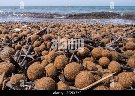 Posidonia oceanica erba di nettuno sulla spiaggia italiana mediterranea Foto Stock