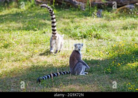 due lemuri insieme in uno zoo Foto Stock
