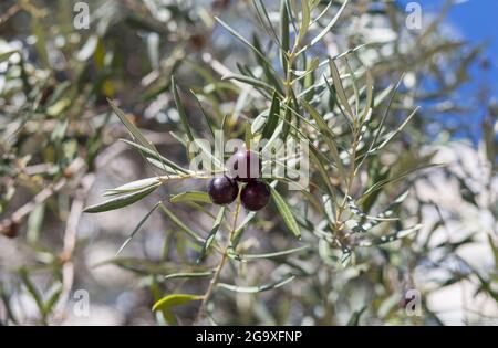 Particolare di tre rami di olivo viola scuro, oliveto di Caceres, Estremadura, Spagna Foto Stock