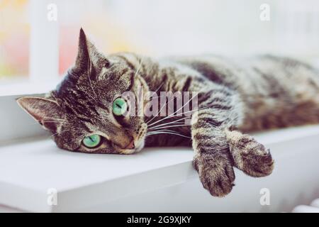 Carino gatto tabby con occhi verdi giace su davanzale bianco. Foto Stock