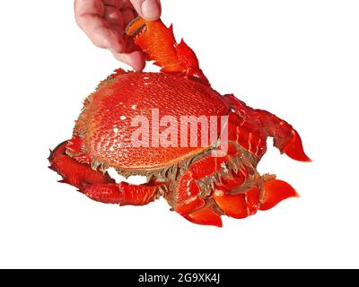 Chiave a granchio. Ranina ranina. Appena pescata e cucinata pronta per il tavolo da pranzo isolato su bianco. Conosciuto anche come granchio di rana rossa, granchio di Kona, an Foto Stock