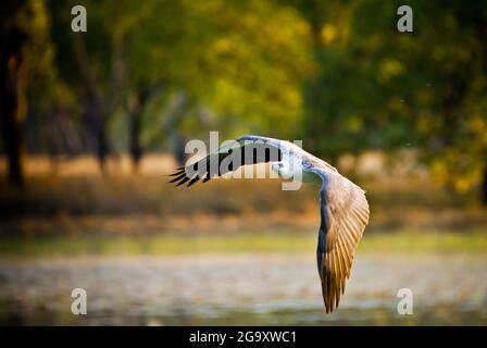 La grande aquila marina femminile dalla ribellione bianca scivola senza sforzo sopra una laguna di Cape York in Australia alla ricerca di animali da preda. Foto Stock