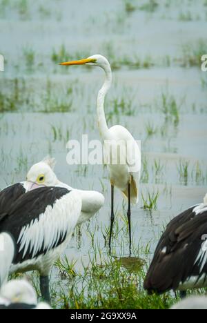 Un unico non-allevamento Grande Egret si trova in bassa marea tra le erbe marine, incorniciato da due pellicani sulla Cairns Esplanade, Queensland, Australia. Foto Stock