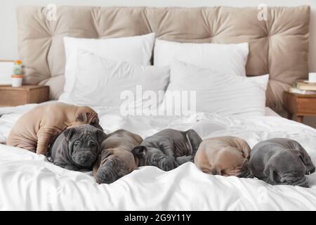 Simpatici cuccioli che dormono sul letto Foto Stock