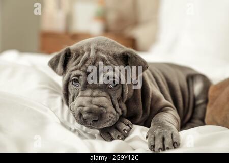 Cucciolo carino sdraiato sul letto Foto Stock