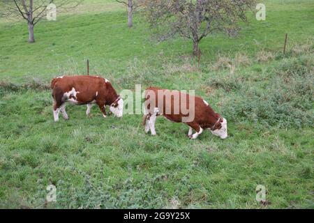 Grandi animali sul pascolo in estate Foto Stock