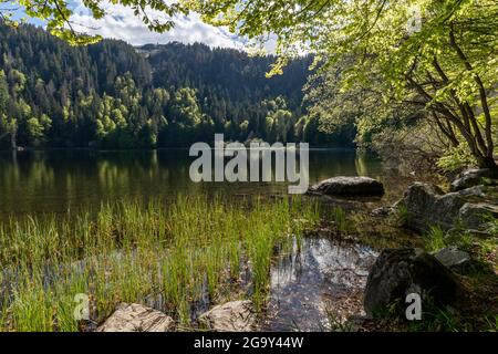 Vista incantevole del Feldsee in primavera Foto Stock