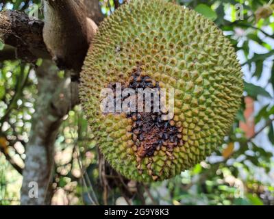 I grandi jackfruits sono danneggiati da insetti che causano segni di marciume sulla superficie del jackfruit. Foto Stock