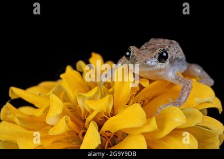 Primo piano di una rana australiana verde su un fiore giallo, Indonesia Foto Stock