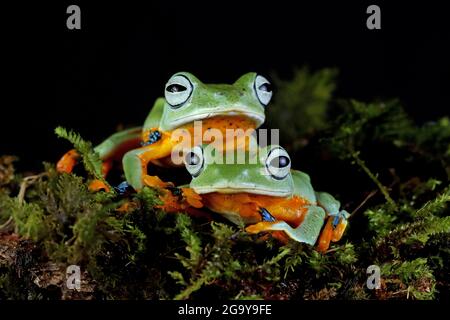 Due rane di albero di Javan su muschio, Indonesia Foto Stock