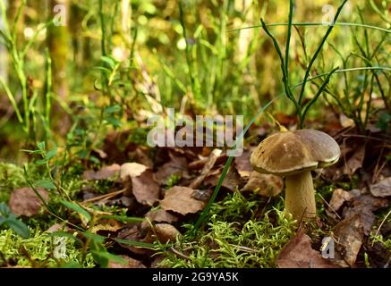 Funghi bianchi nella foresta in autunno. Il grande boletus cresce nella fauna selvatica sullo sfondo di muschio verde. Funghi porcini bolete. Stagione per picnic Foto Stock