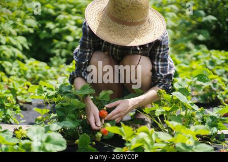 Le mani femminili nei guanti tengono una manciata di fragole rosse mature succose. Foto Stock