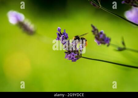 Un'ape bumble si nutre di un fiore di lavanda. Foto Stock