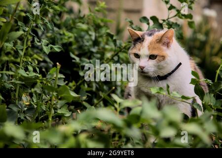 Stout gatto calico in un cespuglio Foto Stock