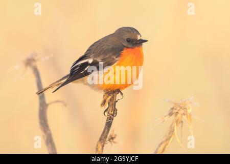 Fuoco robin (Petroica phoenicea) appollaiato sul carciofo thistle (Cynara cardunculus) alla luce del sole, Australia Foto Stock