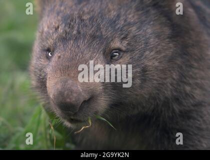 Primo piano ritratto di un wombat selvatico comune (Vombatus ursinus) mangiare erba, Melbourne, Victoria, Australia Foto Stock