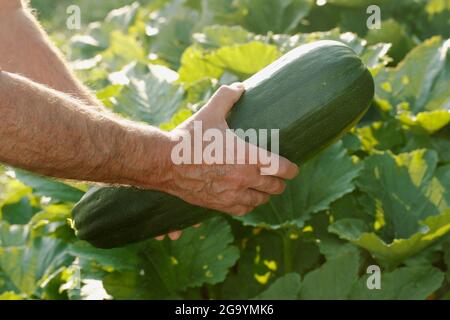 Raccolta di una grande zucchina dal giardino della cucina. Foto Stock