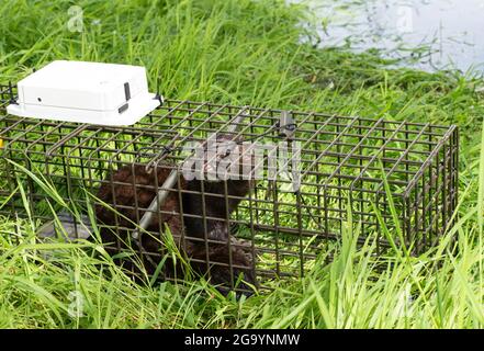 American Mink in una trappola intelligente Foto Stock