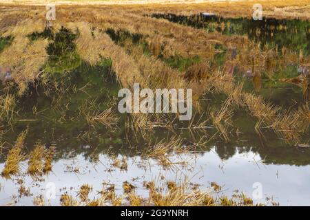 Campo di grano raccolto allagato dopo pioggia pesante in estate Foto Stock