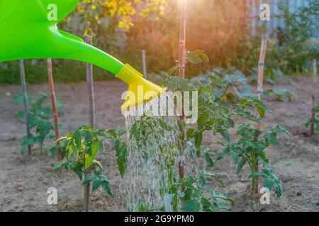 Annaffiatura piante di pomodoro verde in giardino con una lattina di annaffiatura in una giornata estiva primo piano con spazio copia Foto Stock