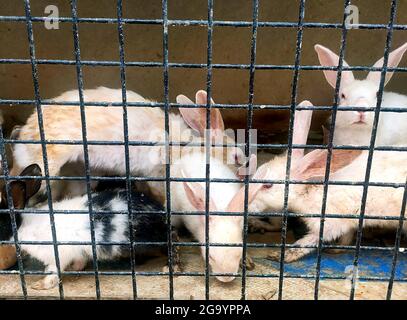 Conigli all'interno di una gabbia per vendere al mercato animale asiatico tradizionale in india Foto Stock