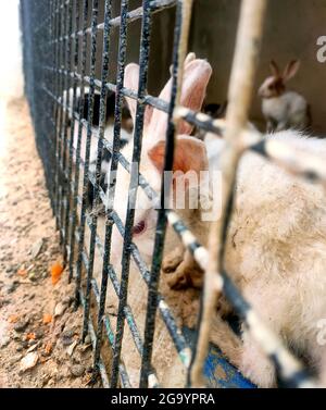 Conigli all'interno di una gabbia per vendere al mercato animale asiatico tradizionale in india Foto Stock