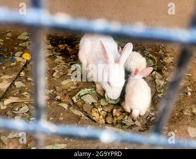 Conigli all'interno di una gabbia per vendere al mercato animale asiatico tradizionale in india Foto Stock