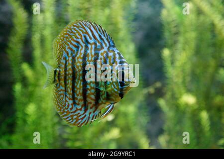 Symphyodon discus in un acquario tropicale Foto Stock
