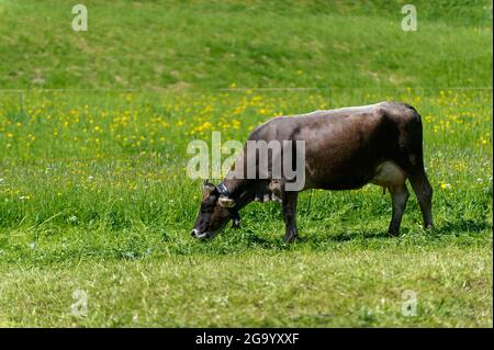 Bovini domestici (Bos primigenius F. taurus), mucca da latte sul pascolo, Germania, Allgaeu Foto Stock