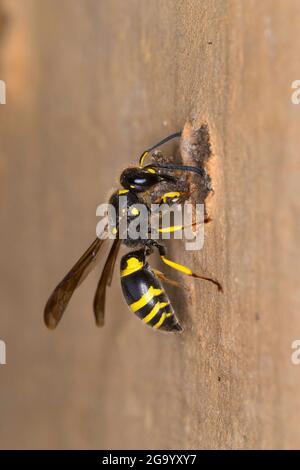 Vasaio wasp (Ancistrocerus nigricornis), femmina sigilla il tubo di nidificazione con argilla, Germania Foto Stock