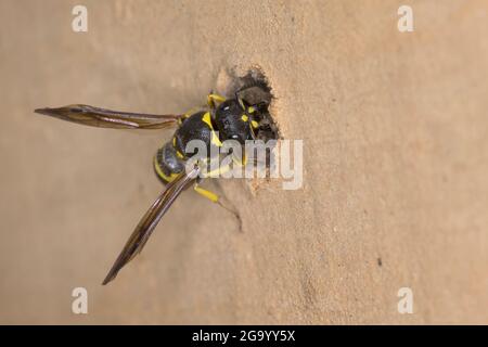 Vasaio wasp (Ancistrocerus nigricornis), femmina sigilla il tubo di nidificazione con argilla, Germania Foto Stock