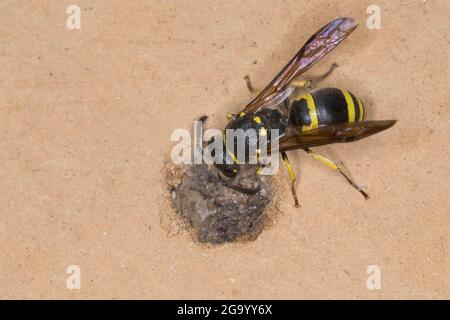 Vasaio wasp (Ancistrocerus nigricornis), femmina sigilla il tubo di nidificazione con argilla, Germania Foto Stock