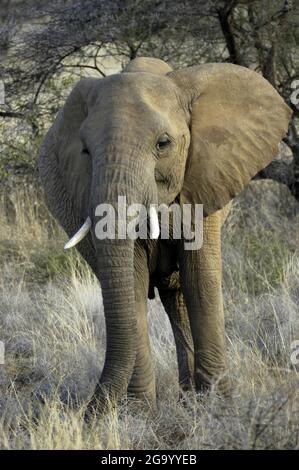 Elefante africano (Loxodonta africana), si trova a Shrubland, Tanzania Foto Stock