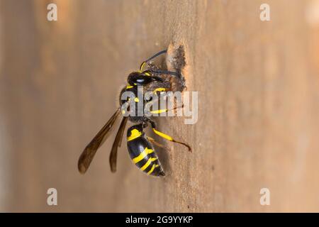 Vasaio wasp (Ancistrocerus nigricornis), femmina sigilla il tubo di nidificazione con argilla, Germania Foto Stock