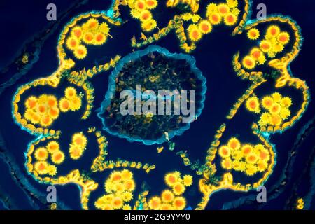 Daisy comune, daisy prato, daisy inglese (Bellis perennis), sezione trasversale attraverso una testa di fiore con sacche di polline e polline, MRI a contrasto di fase, Foto Stock