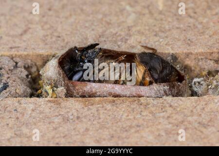 Ape di muratore rosso (Osmia rufa, Osmia bicornis), imago dopo l'ibernazione, aprire il costone in un tubo di nidificazione, foto della serie 9/9, Germania Foto Stock