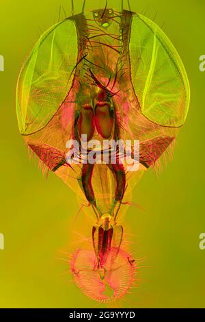 Mosca domestica (Musca domestica), testa e boccagli di una mosca domestica, campo scuro e MRI a contrasto di fase Foto Stock