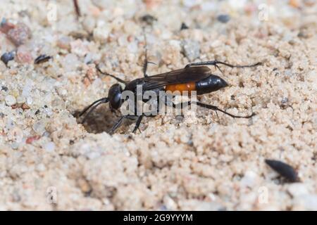 Vespa ragno (Arachnospila spec., ), al suo tubo di allevamento nella sabbia, Germania Foto Stock