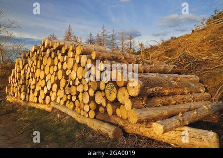 Abete rosso (Picea abies), alberi caduti, dieback della foresta nelle montagne dell'Egge, Germania, Nord Reno-Westfalia, Est Westfalia, Velmerstot Foto Stock