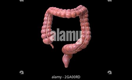 Anatomia del colon su sfondo nero, rappresentazione 3d, illustrazione Foto Stock